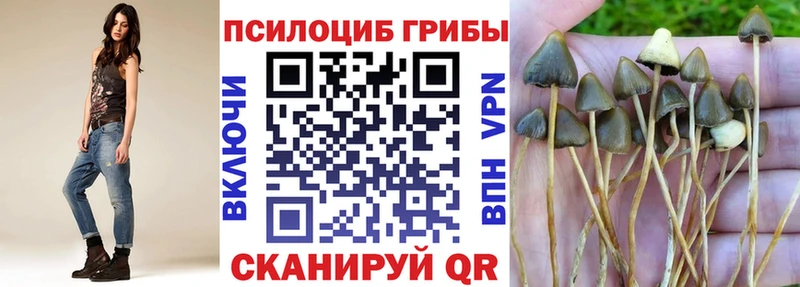 Купить где  Лыткарино  Псилоцибиновые грибы Cubensis 